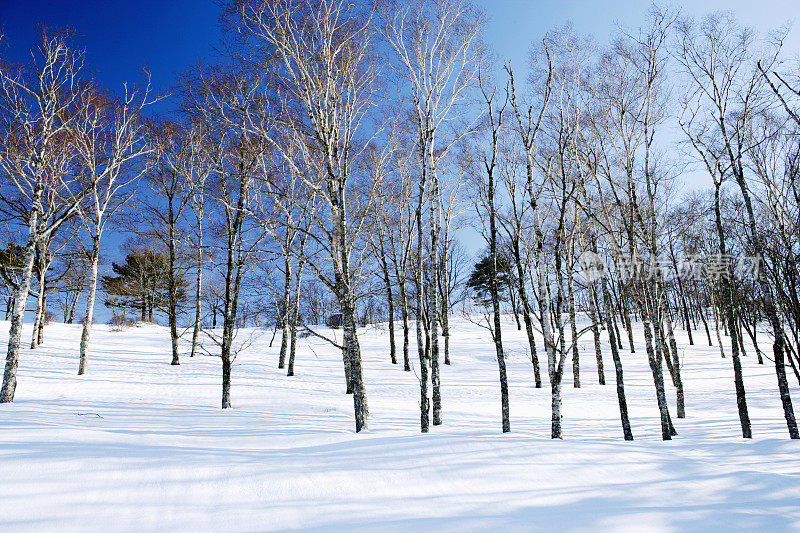 桦树林中的积雪