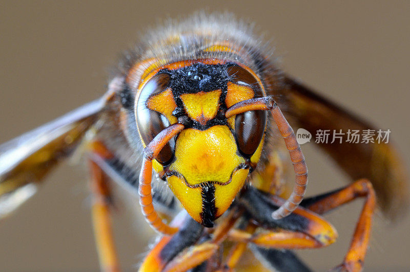 日本大黄蜂脸的特写宏