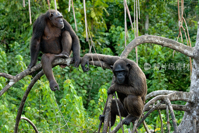 红树林树枝上的黑猩猩。