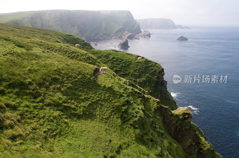 海岸羊景-设得兰群岛