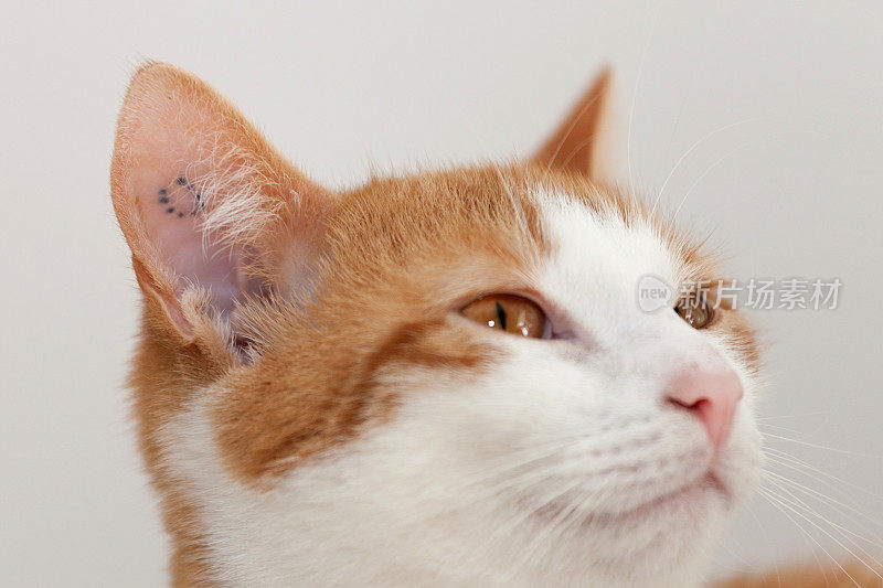 内耳有纹身的猫