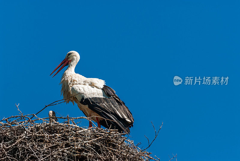 鹳与婴儿