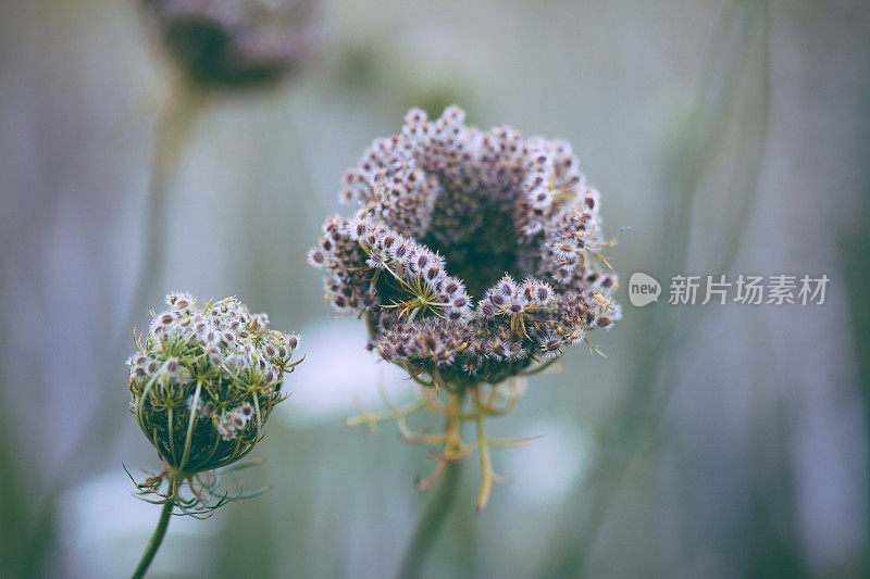 安妮女王的花边野花背景