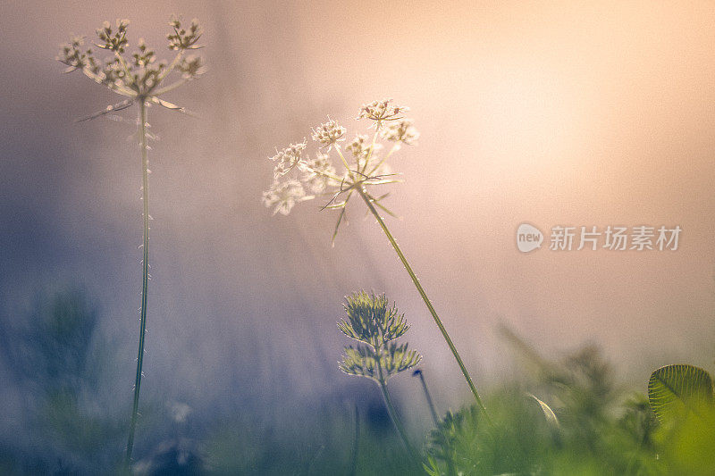 日落上的野花在田野