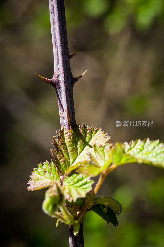 棘手的茎