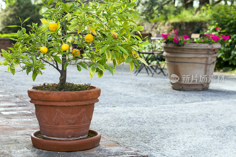 花盆中的桔子树，带花的陶土花瓶，托斯卡纳，意大利