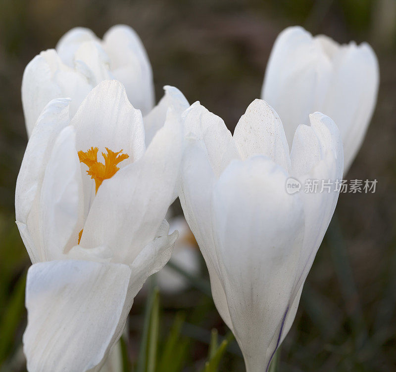 白色春番红花(品种)在特写