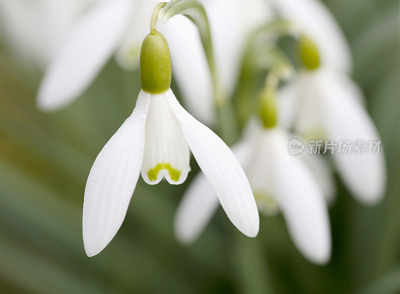 春天的雪花莲(雪花莲)(特写)