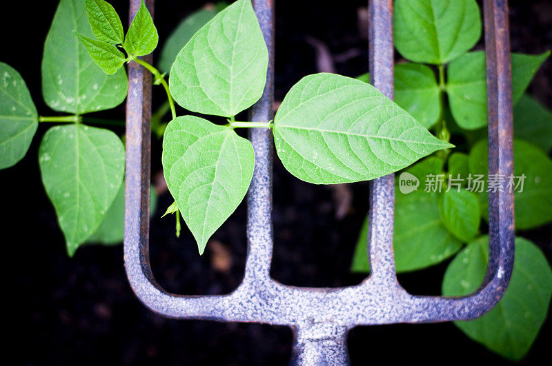 干草叉蔬菜园土壤蚕豆植物