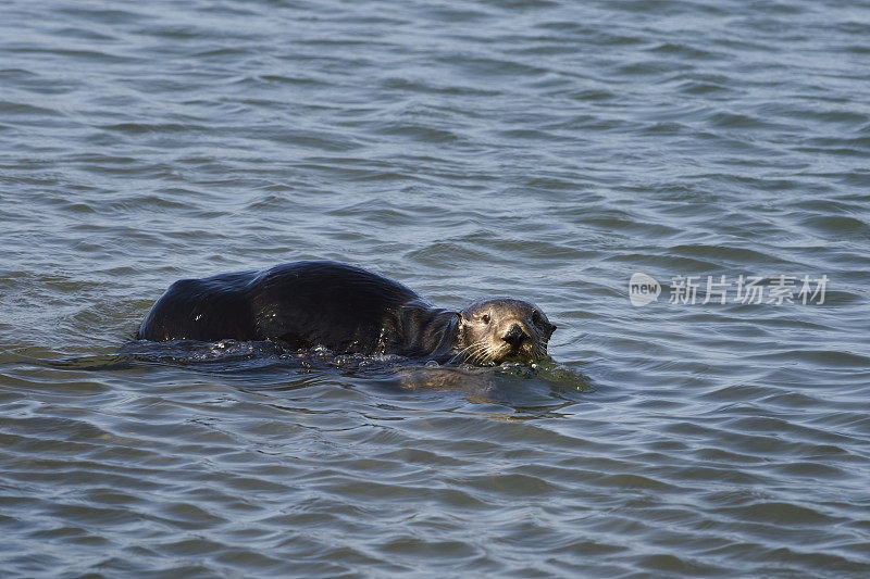 野生海獭幼崽在港口水域游泳的特写镜头