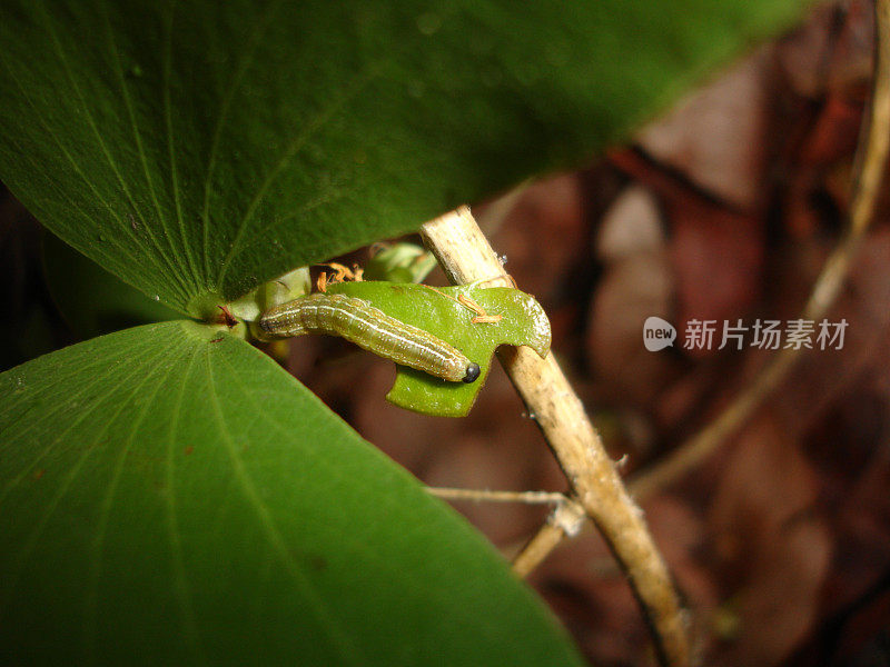 叶子上的莫帕尼虫