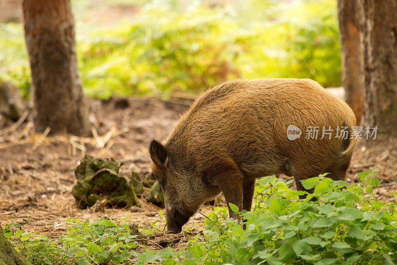 寻找食物的野猪