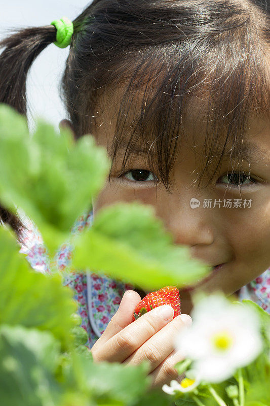 孩子们摘草莓(系列)
