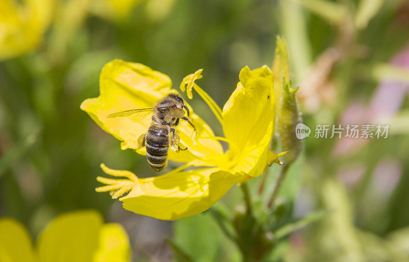 黄花上的蜜蜂