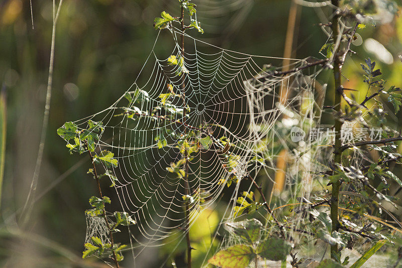 蜘蛛网在秋天