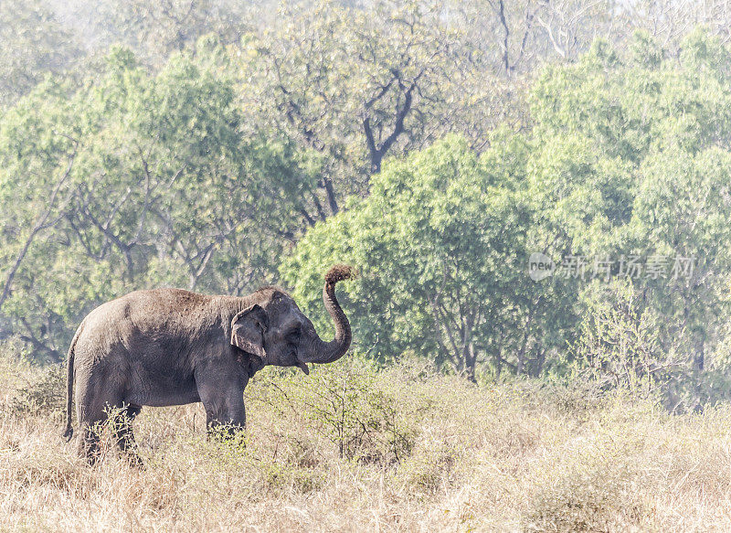 印度象，大象，吹尘。Pench_National_Park、印度