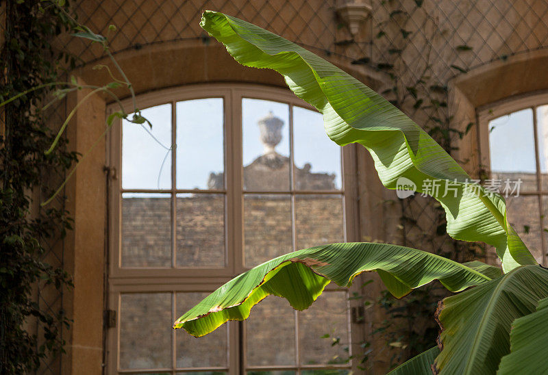 维多利亚时代室内种植的香蕉植物