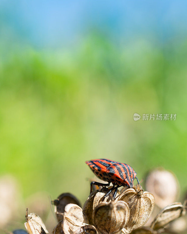 法国条纹虫线状Graphosoma