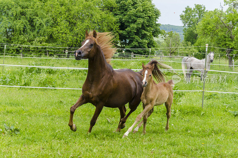 骄傲的阿拉伯马，母马和小马驹在牧场上奔驰-纯种