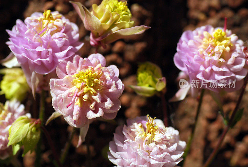 粉红色耧斗菜，重瓣花。