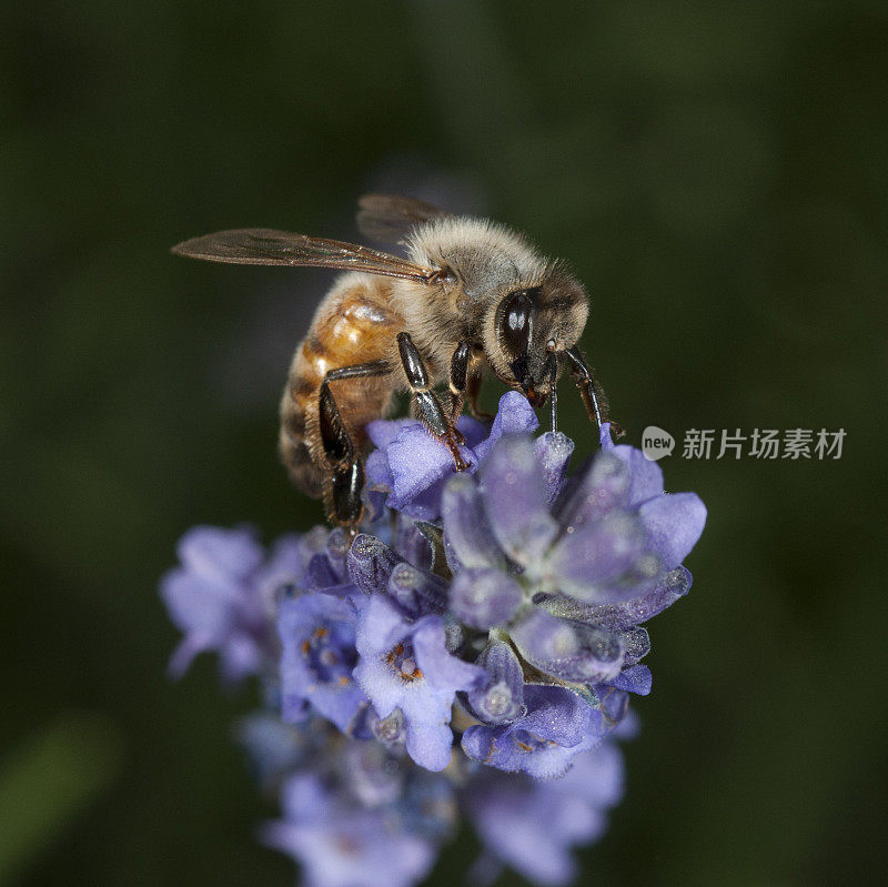 意大利蜜蜂