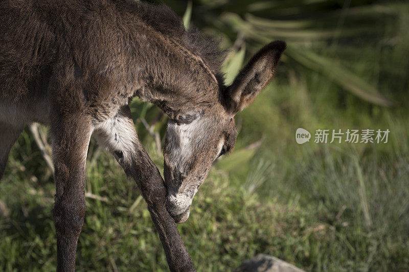 驴小腿