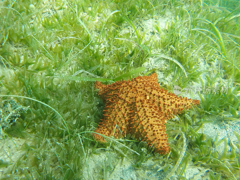 海草中的海星