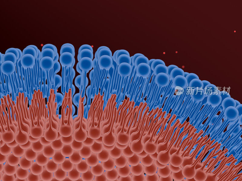 3d磷脂双层插图
