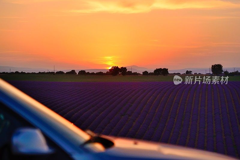 夕阳照耀着薰衣草田08