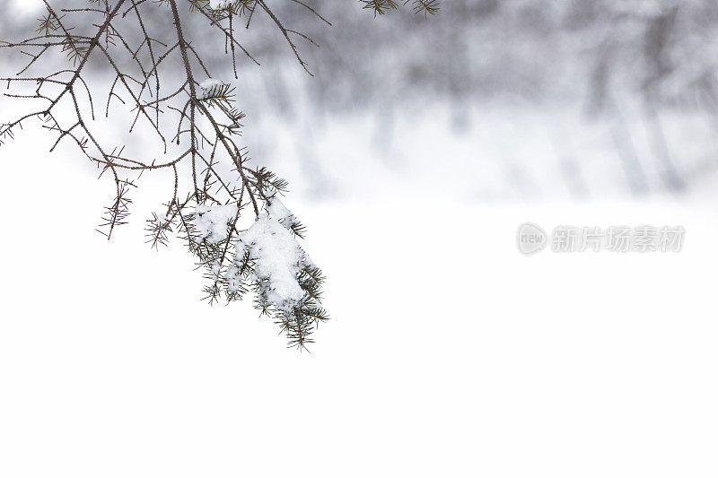 雪的云杉