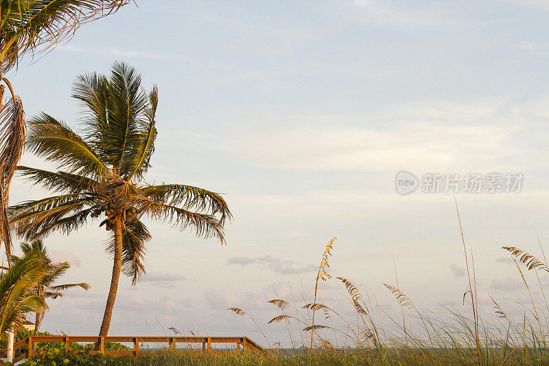 沿海棕榈树