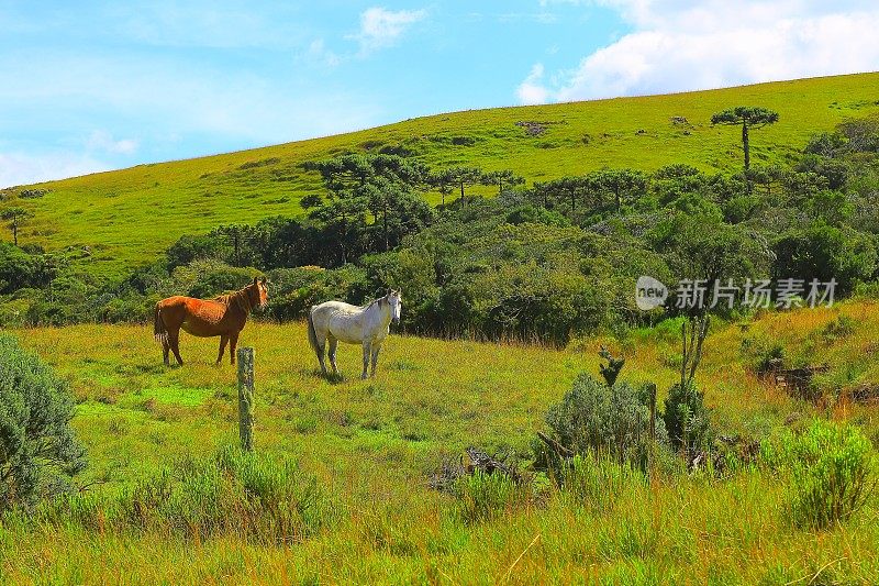 两匹马，绿色的草原乡村景观，巴西南部