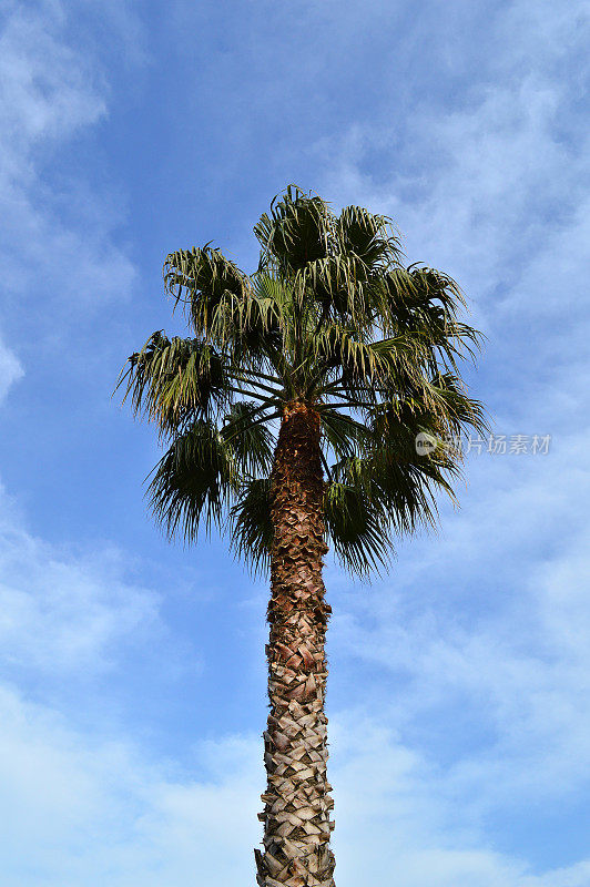 棕榈树(点击查看更多)