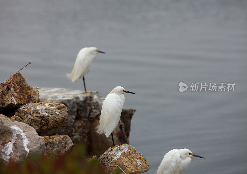 水边的白鹭