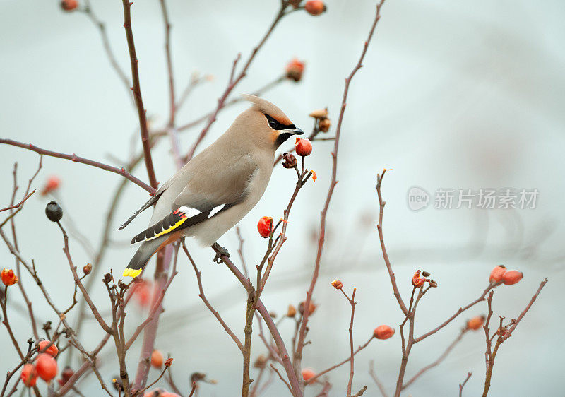 波希米亚蜡翼（邦比西拉加鲁斯）