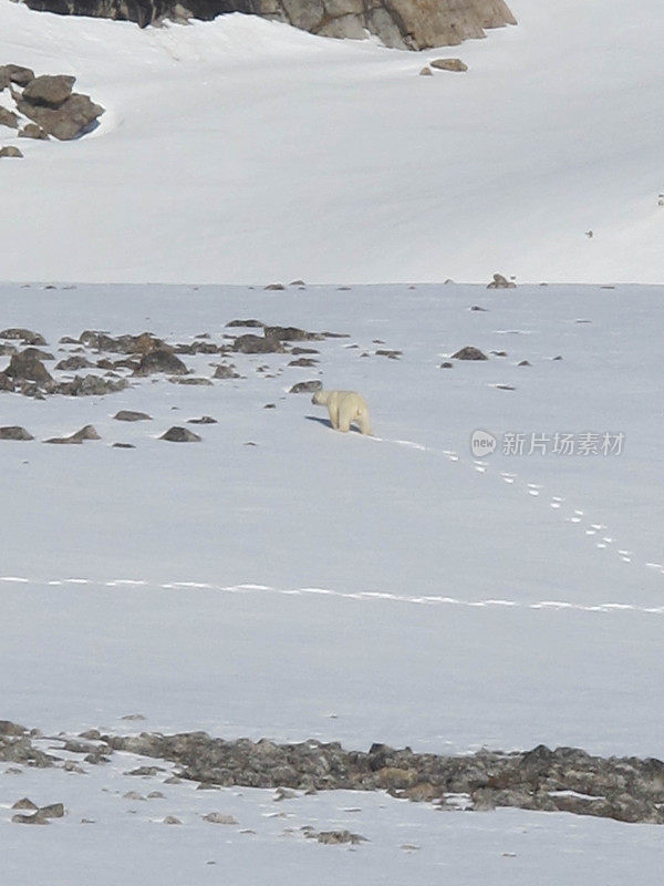北极熊和足迹