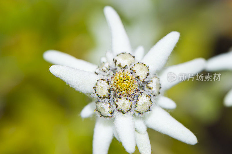 雪绒花