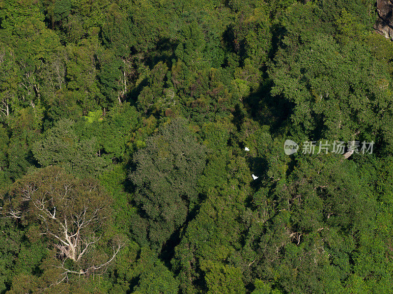 澳大利亚蓝山的硫冠凤头鹦鹉