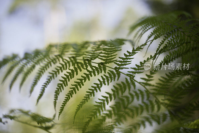 蕨类植物