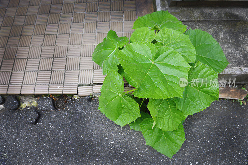 植物生长在沥青与复制空间