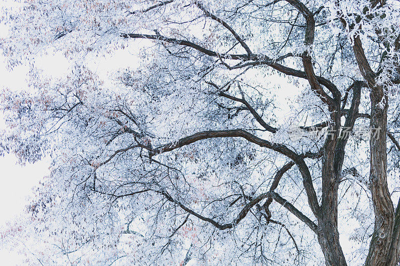 光秃秃的树-霜冻的冬季景观