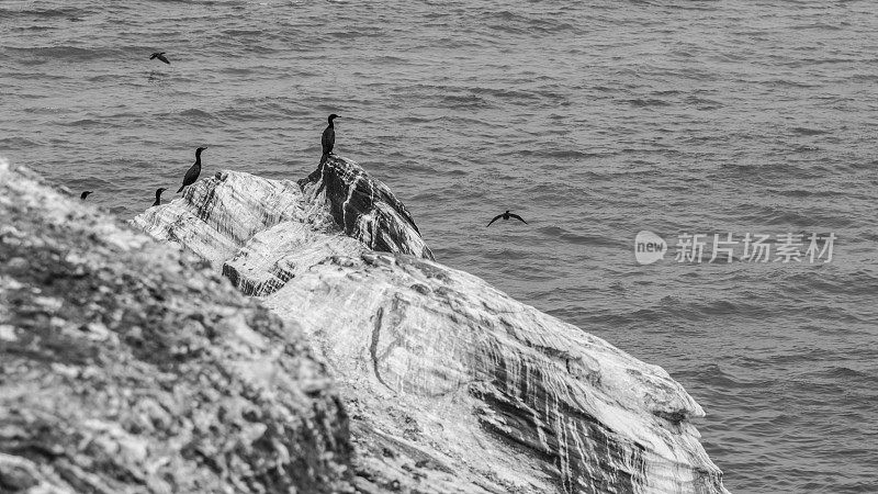 鸬鹚和海鸥坐在海边的一块岩石上。