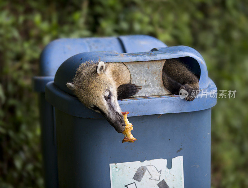 浣熊在垃圾桶里发现了一个苹果核。