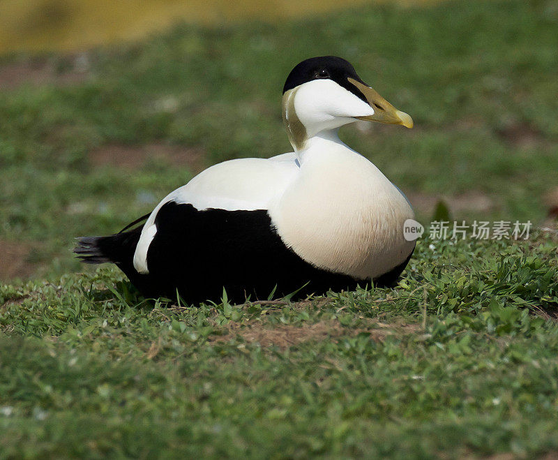 绒鸭鸭