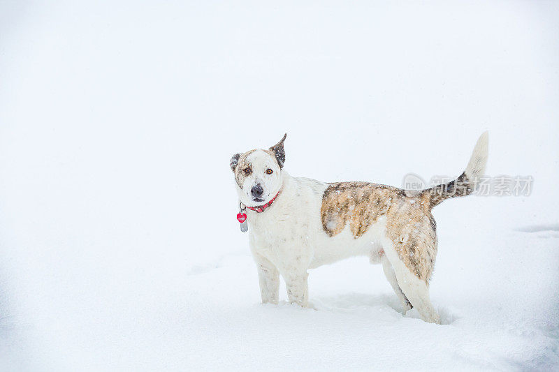 站在雪中的狗