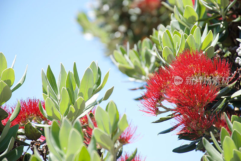 新西兰Pohutukawa