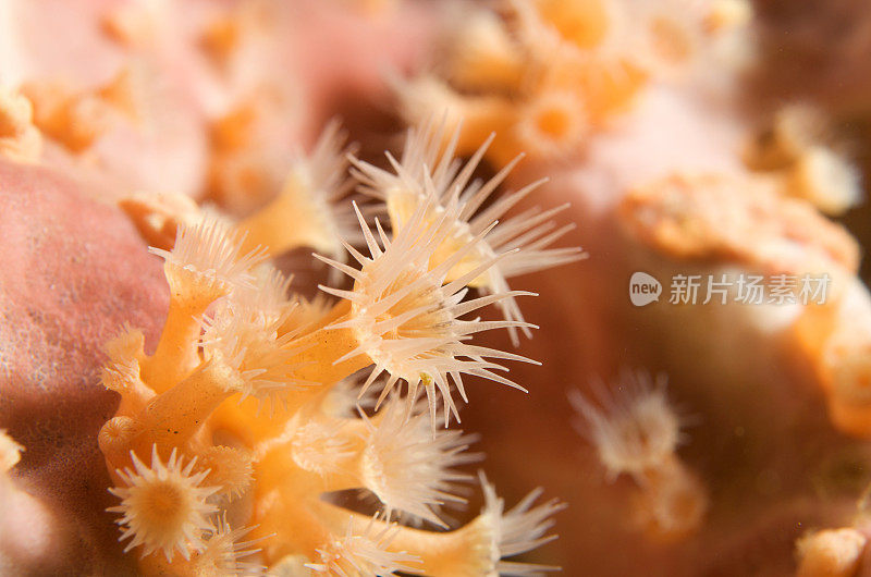 黄色Zoanthids