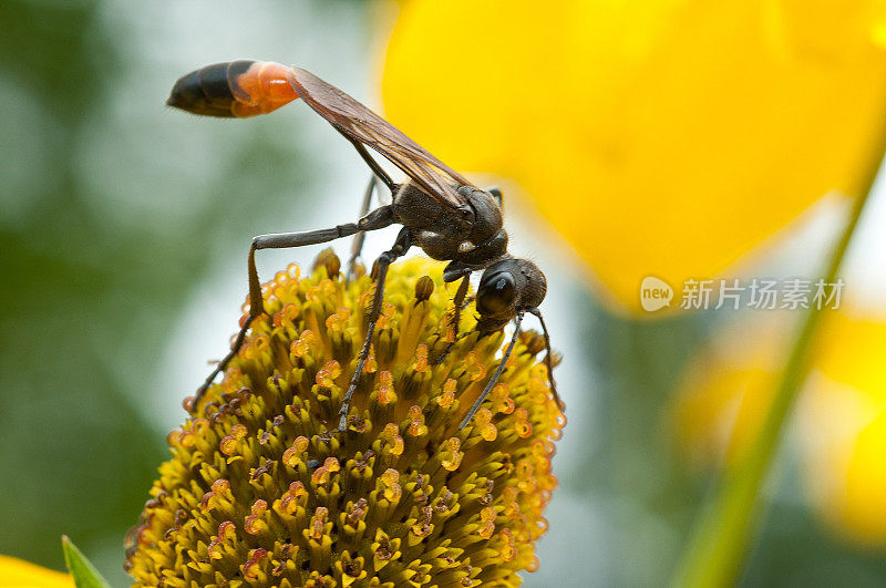 蚜虫在开花