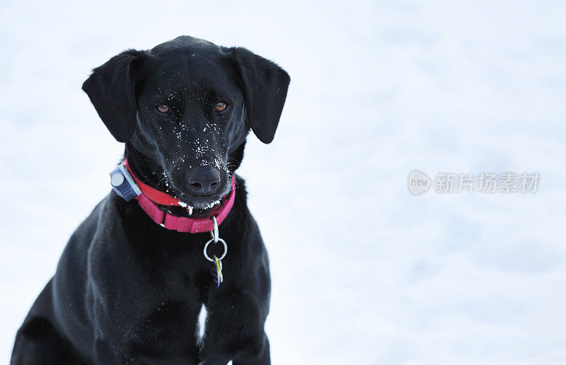 警惕的狗坐在雪地上