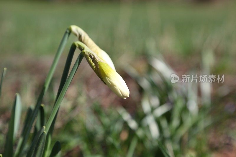 在春天盛开的水仙花